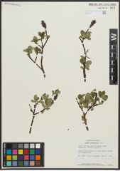 Foto von Salix arbutifolia Pall.